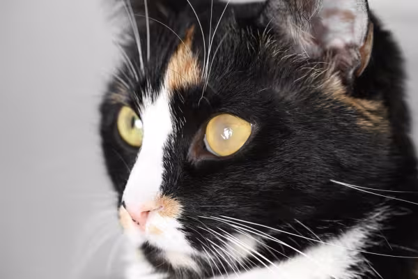 gato com um dos olhos opaco