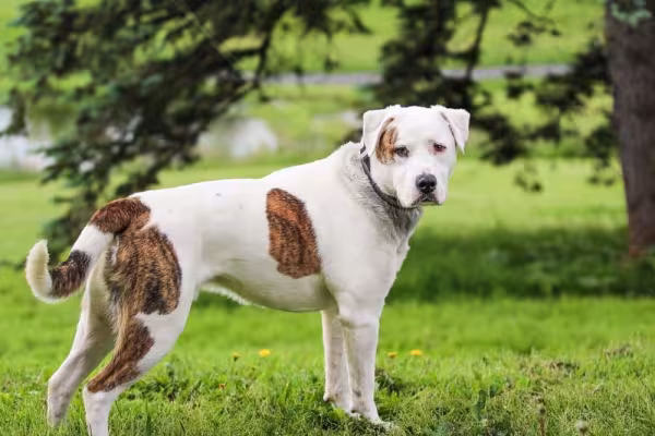 Bulldog Americano em pé ao ar livre