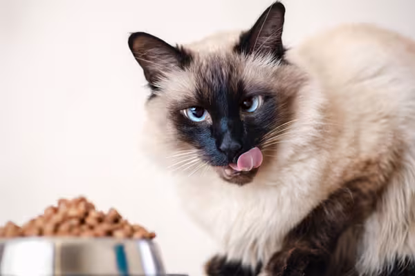 gato balinês com pote de ração atrás