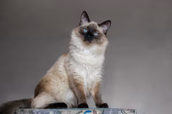 gato balinês sentado olhando para frente