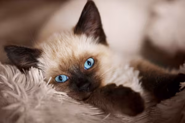 gato balinês filhote deitado