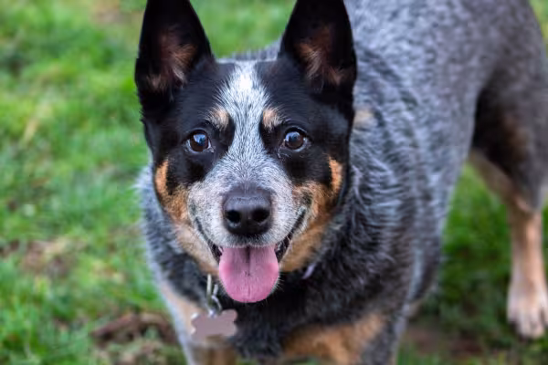 blue heeler com língua de fora