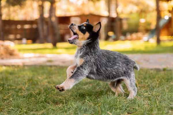 blue heeler filhote pulando