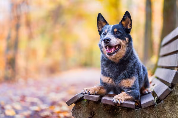 blue heeler deitado no banco de parque