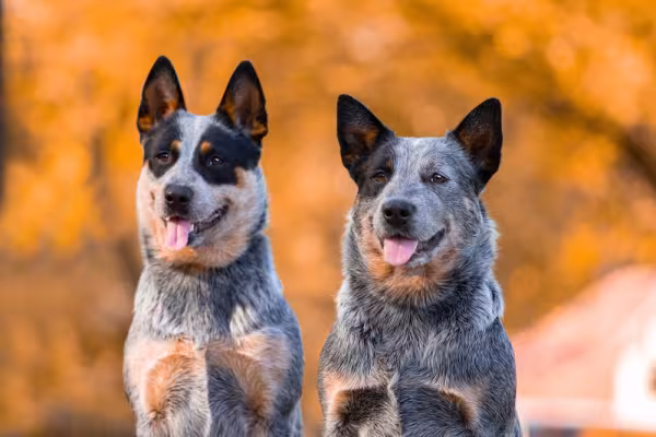 dois cachorros blue heeler juntos com língua de fora