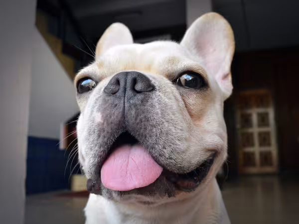 Rosto de Bulldog Francês