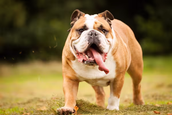 Bulldog Inglês ao ar livre