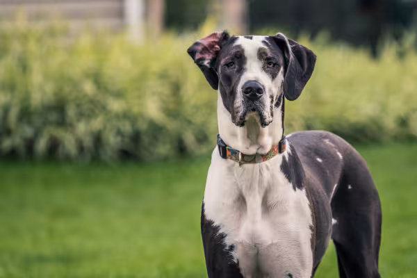 Dogue Alemão ao ar livre