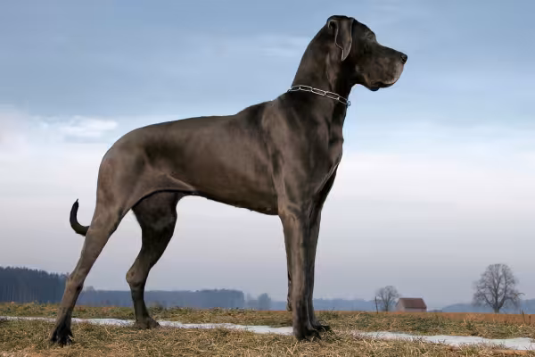 Doque Alemão de lado