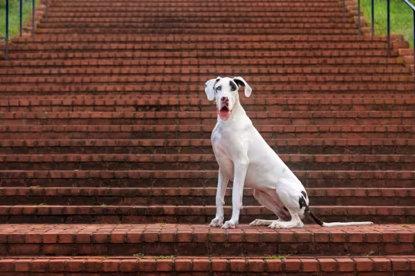 Dogue Alemão sentado em escada