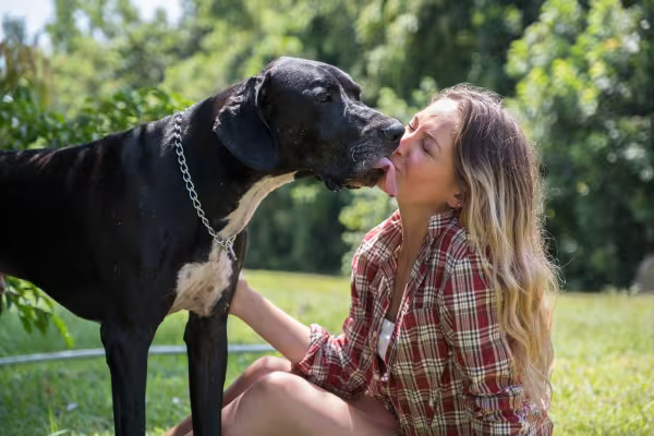 Dogue Alemão lambendo mulher