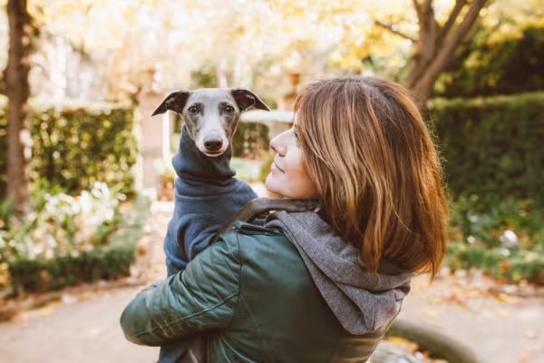 Galgo Italiano no colo de mulher