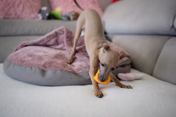 Galgo Italiano brincando 