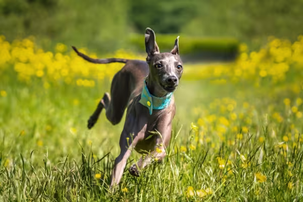 Galgo Italiano correndo