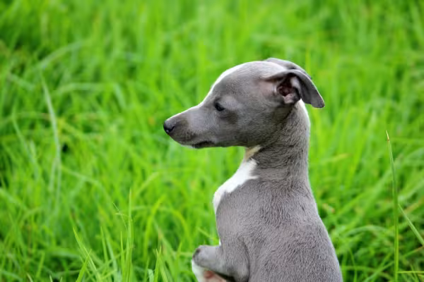 Galgo Italiano ao ar livre
