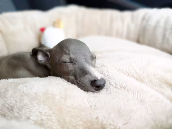 Galgo Italiano dormindo em cama
