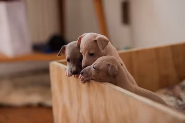 Galgo italiano filhote em uma caixa