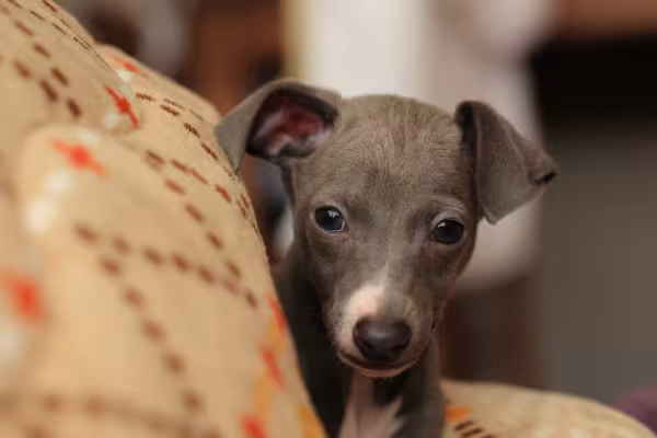 rosto de Galgo Italiano