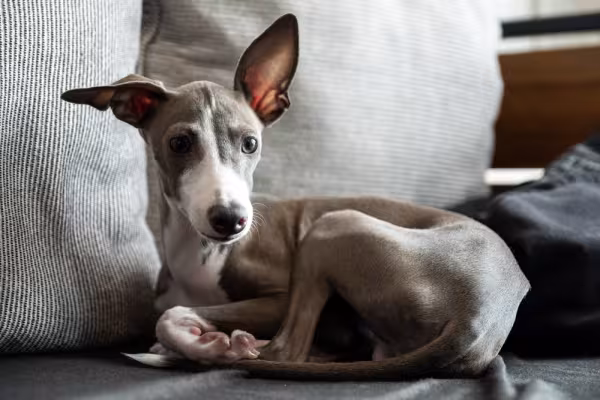 Galgo Italiano deitado encolhido