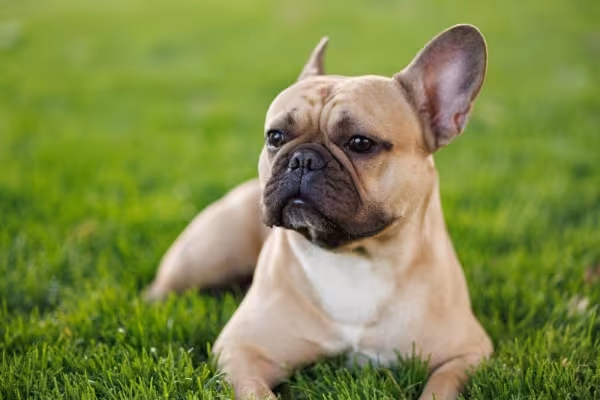 Bulldog Francês deitado na grama