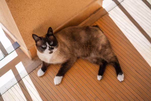 gato snowshoe deitado no chão