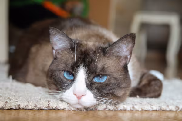 gato snowshoe deitado com cara de tédio