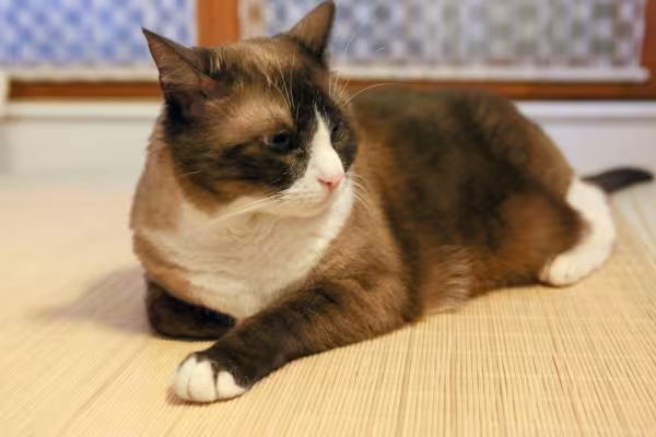 gato snowshoe deitado com as patinhas para frente