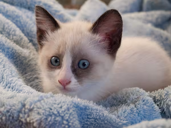 gato snowshoe filhote deitado na manta