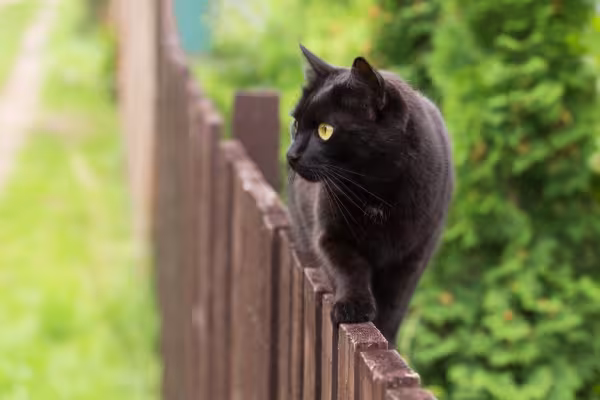 gato bombaim andando em cima de cerca