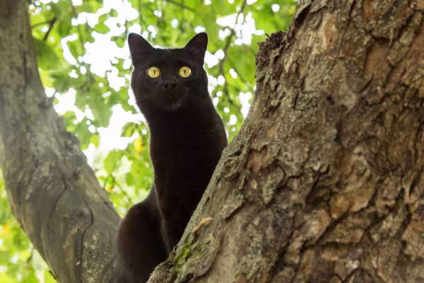 gato bombaim escalando árvore