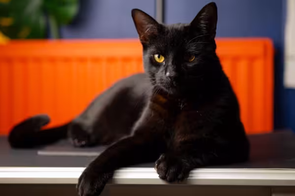 gato bombaim deitado perto do sofá