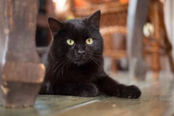 gato bombaim sentado no chão