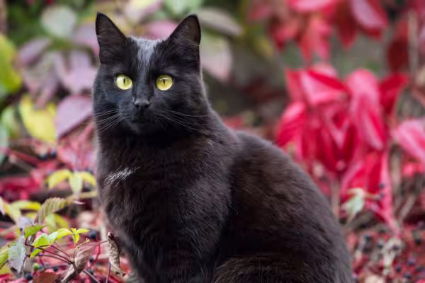 gato bombaim ao ar livre
