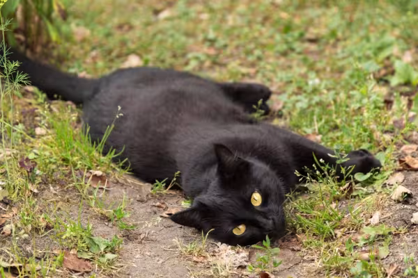 gato bombaim deitado na grama