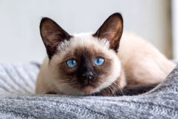 gato siamês deitado