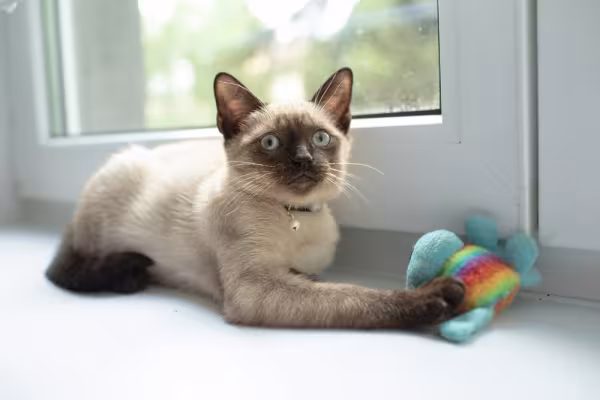 gato siamês perto da janela com brinquedo