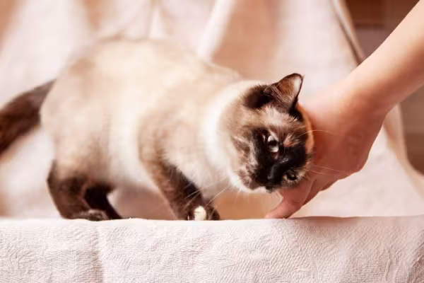 gato siamês com a cabeça encostada na mão de uma pessoa