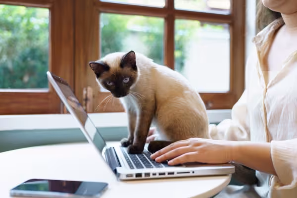 gato siamês sentado em cima de notebook enquanto mulher trabalha