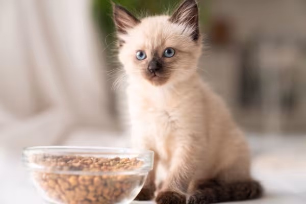gato siamês filhote com pote de ração