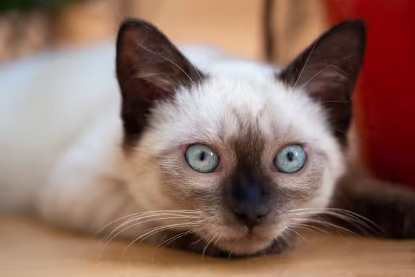 gato siamês com a cabeça encostada no chão