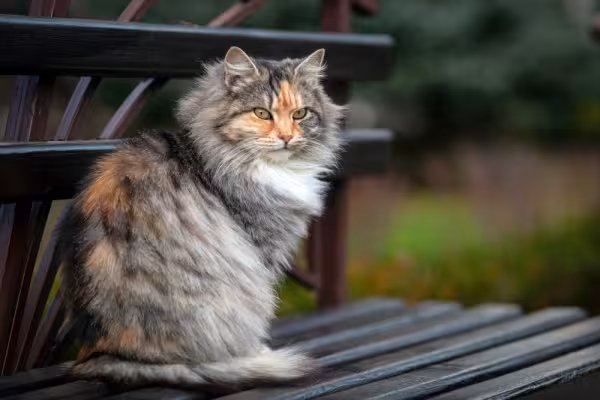 gato siberiano no banco