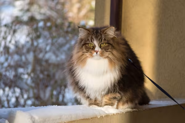 gato siberiano na janela