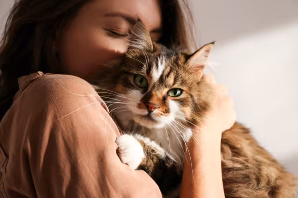 gato siberiano abraçando tutora