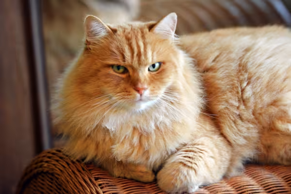 gato siberiano deitado