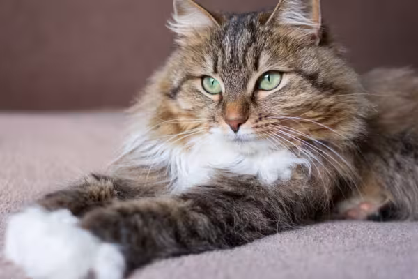 gato siberiano com as patas esticadas