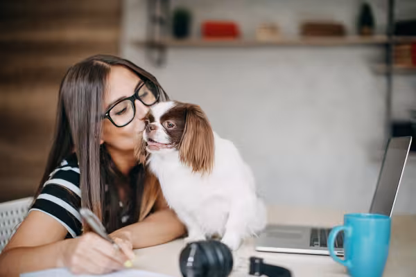 Pequinês beijando tutora