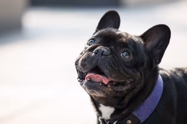 rosto de Bulldog Francês