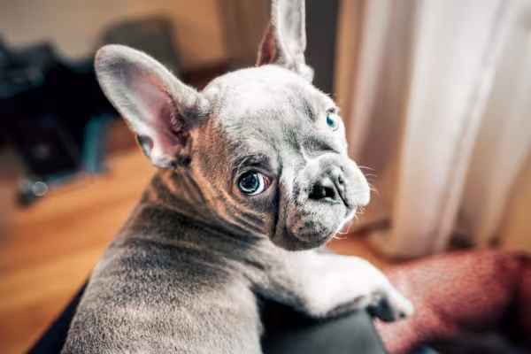 Bulldog Francês filhote olhando para a foto
