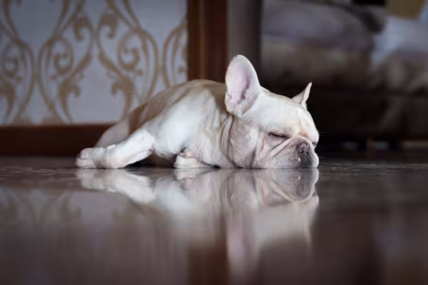 Bulldog Francês dormindo dentro de casa