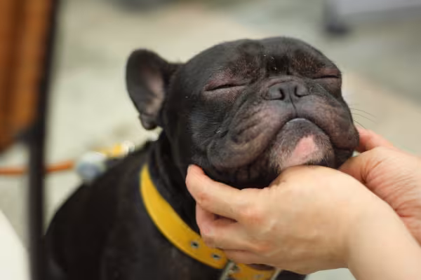 Bulldog Francês recebendo carinho